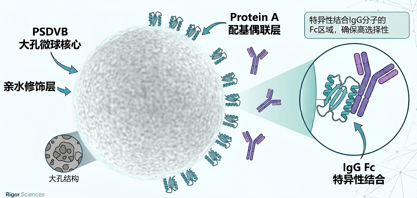 RigorMAb™ Protein A 亲和分析柱(单抗/IgG 定量分析 · 15μm · 耐碱可再生) - 图片 3