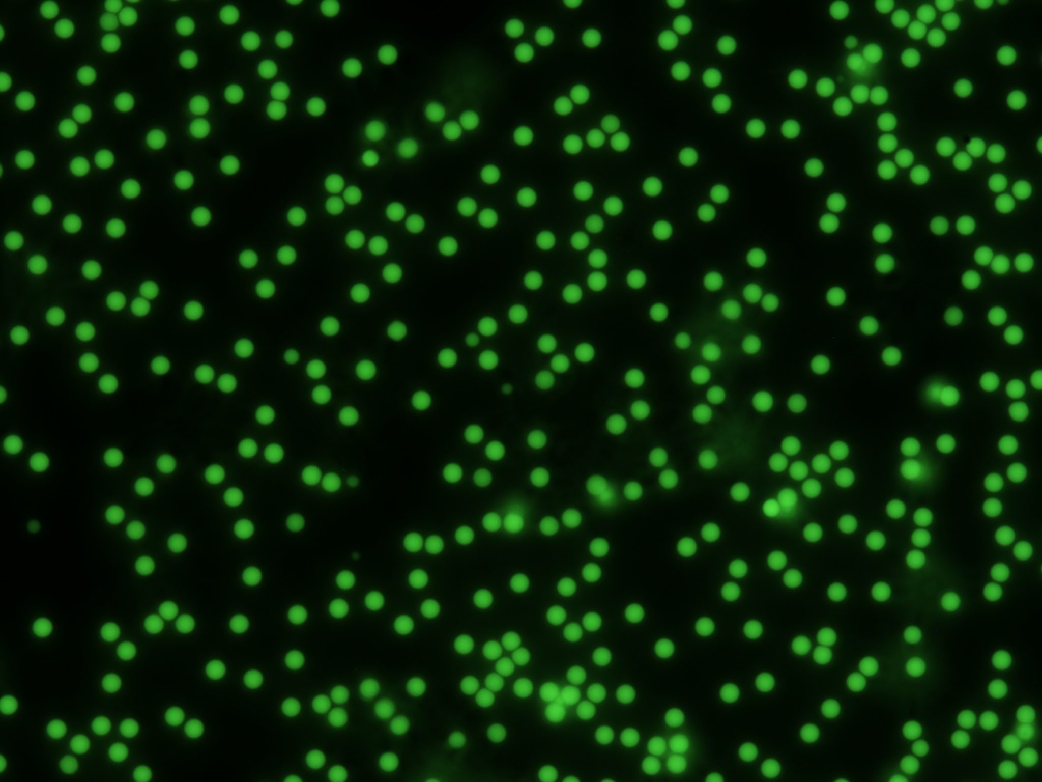 单分散聚苯乙烯(PS)荧光微球(绿色) - 瑞格生物科技(RIGOR Science)